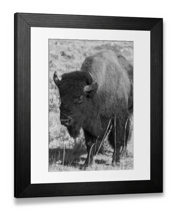 Framed Print : USA, Wyoming, Yellowstone National Park, Lamar Valley. Male American bison Framed Print : USA, Wyoming, Yellowstone National Park, Lamar Valley. Male American bison
