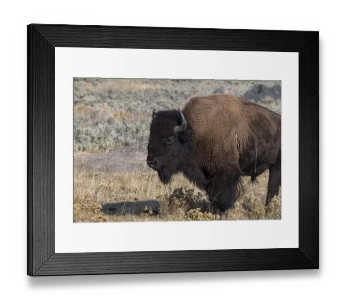 Framed Print : USA, Wyoming, Yellowstone National Park, Lamar Valley. Male American bison