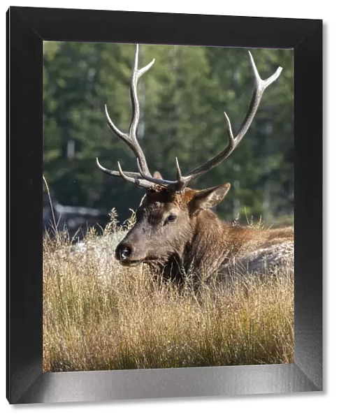 USA, Wyoming, Yellowstone National Park, Madison, Madison River. Male North American elk