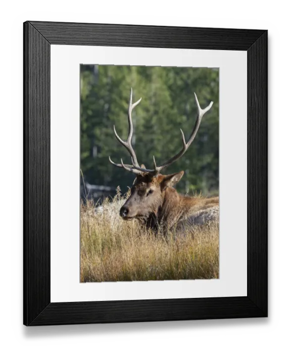 Framed Print : USA, Wyoming, Yellowstone National Park, Madison, Madison River. Male North American elk