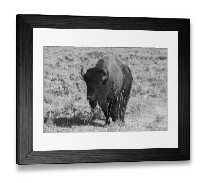Framed Print : USA, Wyoming, Yellowstone National Park, Lamar Valley. American bison Framed Print : USA, Wyoming, Yellowstone National Park, Lamar Valley. American bison