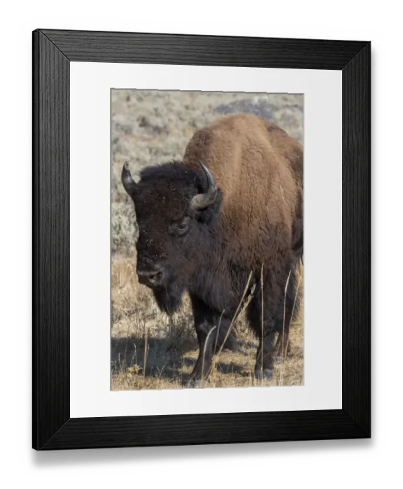 Framed Print : USA, Wyoming, Yellowstone National Park, Lamar Valley. Male American bison Framed Print : USA, Wyoming, Yellowstone National Park, Lamar Valley. Male American bison