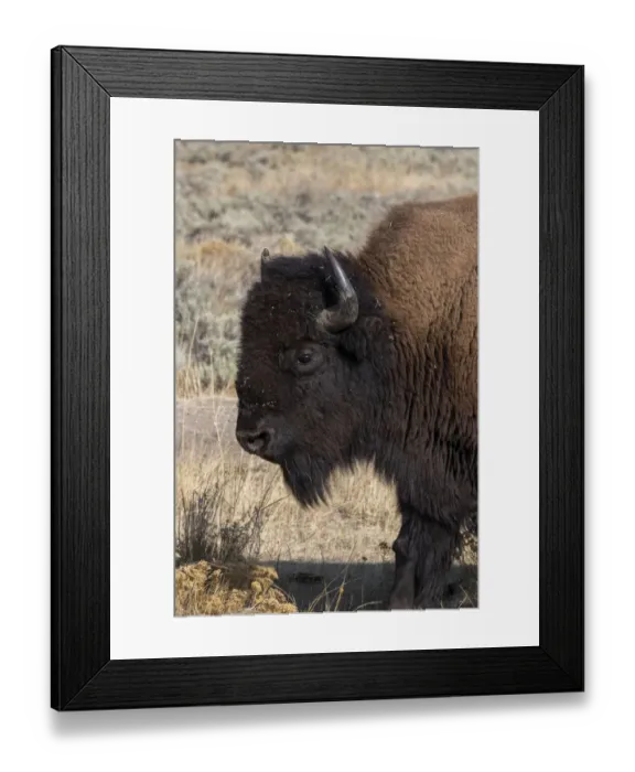 Framed Print : USA, Wyoming, Yellowstone National Park, Lamar Valley. Male American bison Framed Print : USA, Wyoming, Yellowstone National Park, Lamar Valley. Male American bison