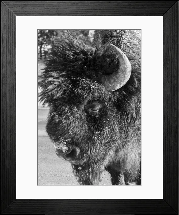 Framed Print : USA, Wyoming, Yellowstone National Park. Lone male American bison