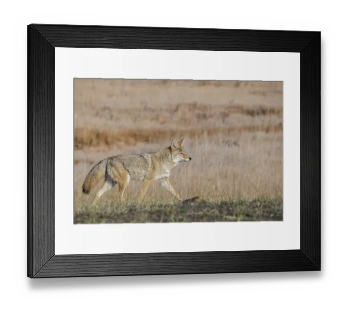 Framed Print : USA, Wyoming, Yellowstone National Park, Biscuit Basin. Coyote
