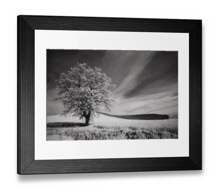 Framed Print : USA, Palouse Country, Washington State. Infrared Palouse fields and lone tree Framed Print : USA, Palouse Country, Washington State. Infrared Palouse fields and lone tree