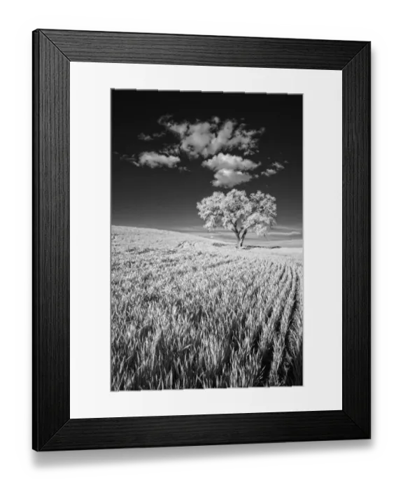 Framed Print : USA, Palouse Country, Washington State, Infrared Palouse fields and lone tree Framed Print : USA, Palouse Country, Washington State, Infrared Palouse fields and lone tree