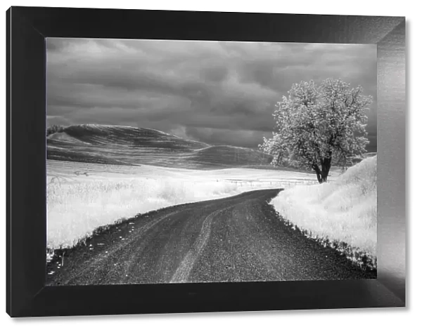USA, Infrared Palouse fields, Backroad and Tree
