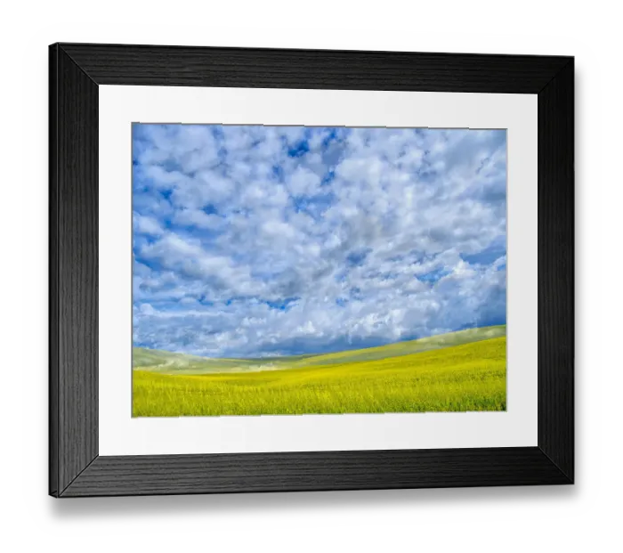 Framed Print : USA, Washington State, Palouse, Spring canola field with beautiful clouds Framed Print : USA, Washington State, Palouse, Spring canola field with beautiful clouds