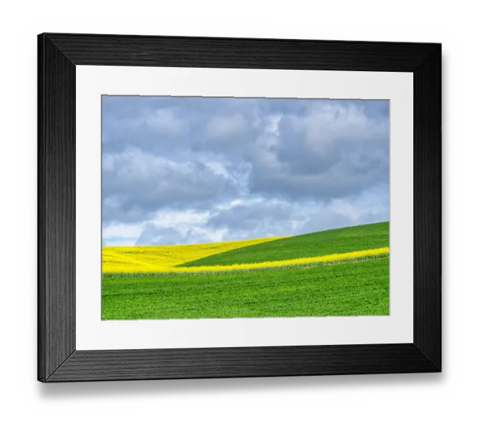 Framed Print : USA, Washington State, Palouse, Rolling hills of canola and wheat Framed Print : USA, Washington State, Palouse, Rolling hills of canola and wheat