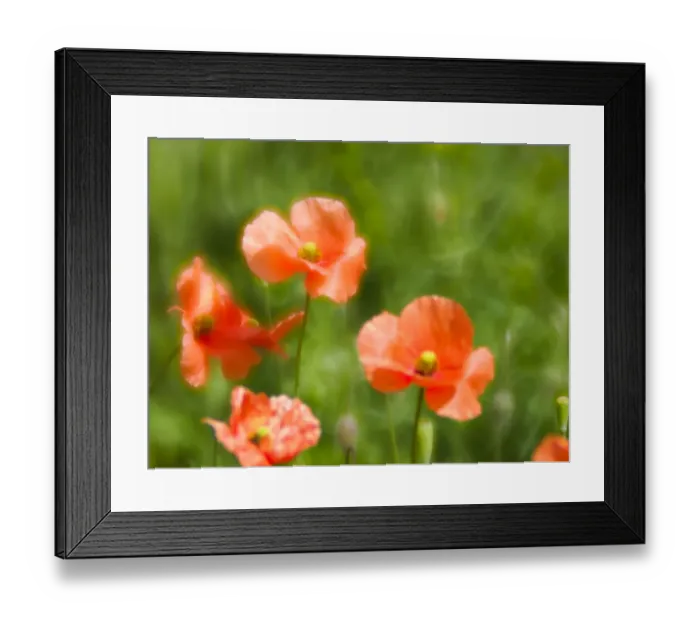 Framed Print : USA, Washington State, Spring Fire Poppies close up