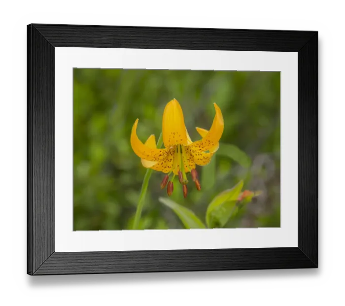 Framed Print : Washington State, Central Cascades, Columbia Tiger Lily wildflower