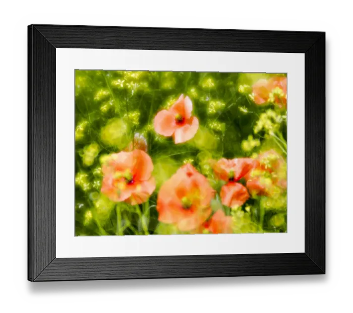 Framed Print : USA, Washington State, Spring Fire Poppies
