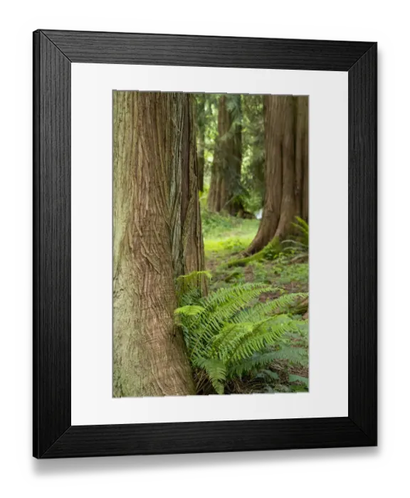 Framed Print : Issaquah, Washington State, USA. Western Redcedar tree trunks with western sword ferns Framed Print : Issaquah, Washington State, USA. Western Redcedar tree trunks with western sword ferns