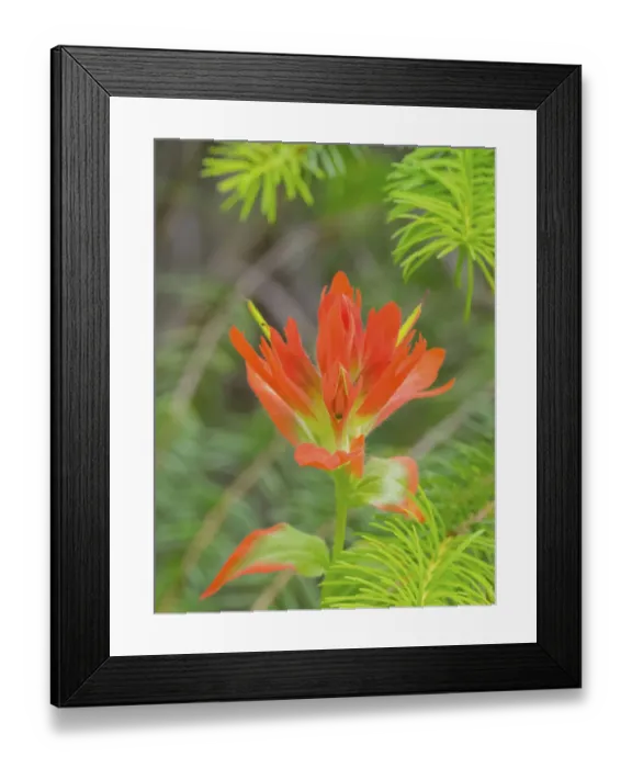 Framed Print : Washington State, Central Cascades, Magenta Paintbrush Framed Print : Washington State, Central Cascades, Magenta Paintbrush