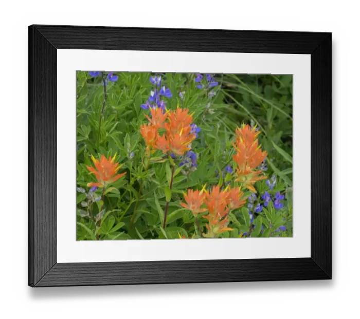 Framed Print : Washington State, Central Cascades, Hairy Paintbrush and Subalpine Lupine Framed Print : Washington State, Central Cascades, Hairy Paintbrush and Subalpine Lupine