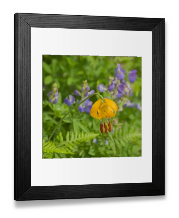 Framed Print : Washington State, Central Cascades, Columbia Tiger Lily and Subalpine Lupine Framed Print : Washington State, Central Cascades, Columbia Tiger Lily and Subalpine Lupine