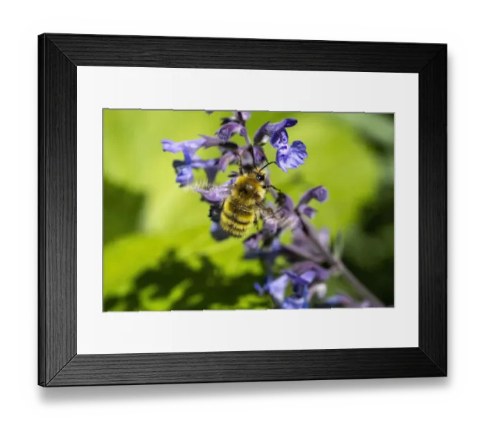 Framed Print : Issaquah, Washington State, USA. Honeybee pollinating a Walker Framed Print : Issaquah, Washington State, USA. Honeybee pollinating a Walker