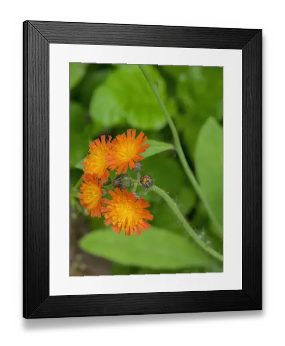 Framed Print : Washington State, Central Cascades, Orange Hawkweed (Hieracium aurantiacum) Framed Print : Washington State, Central Cascades, Orange Hawkweed (Hieracium aurantiacum)