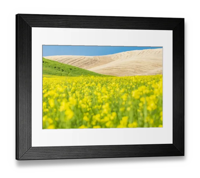 Framed Print : Lacrosse, Washington State, USA. Blooming canola field in the Palouse hills Framed Print : Lacrosse, Washington State, USA. Blooming canola field in the Palouse hills
