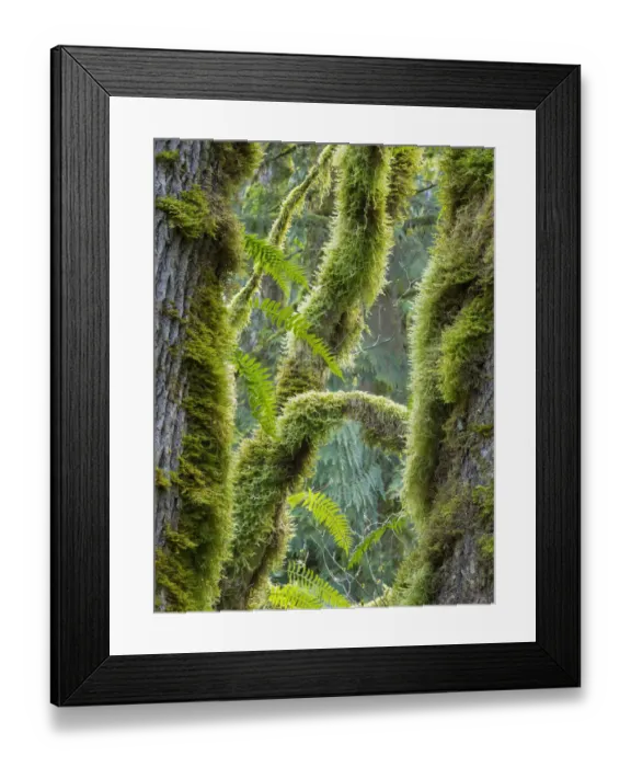 Framed Print : Washington State, Tiger Mountain, Moss covered fir trees Framed Print : Washington State, Tiger Mountain, Moss covered fir trees