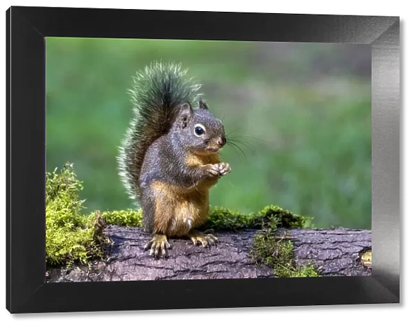 Issaquah, Washington State, USA. Western Gray Squirrel standing on a log eating a peanut