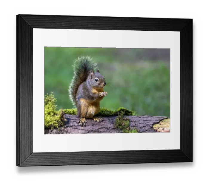 Framed Print : Issaquah, Washington State, USA. Western Gray Squirrel standing on a log eating a peanut