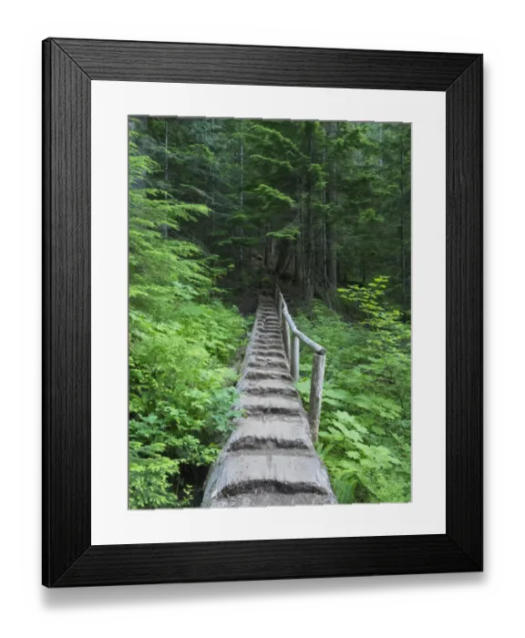 Framed Print : Washington State, Central Cascades, Old Fir tree bridge, on trail to Annette Lake Framed Print : Washington State, Central Cascades, Old Fir tree bridge, on trail to Annette Lake