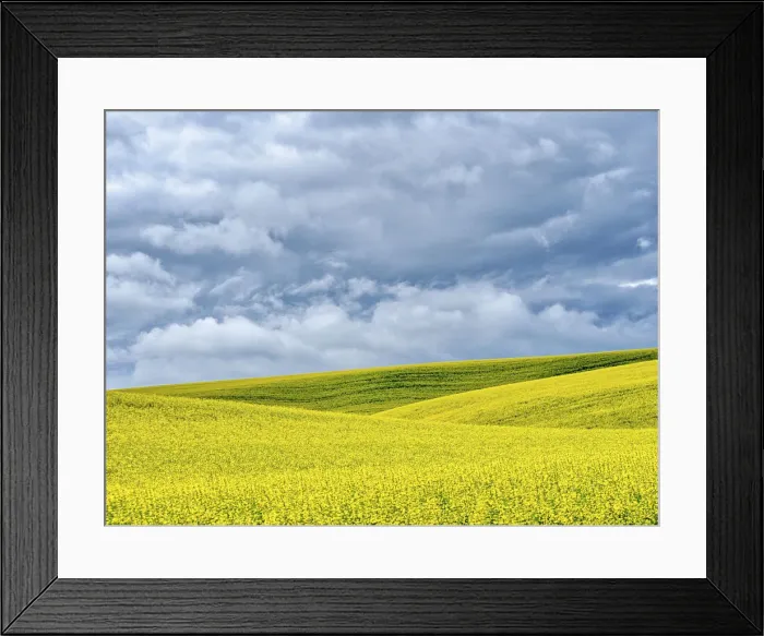 Framed Print : USA, Washington State, Palouse, Rolling hills of canola and wheat Framed Print : USA, Washington State, Palouse, Rolling hills of canola and wheat
