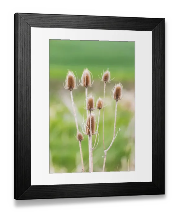 Framed Print : Garfield, Washington State, USA. Thistle plants in the Palouse hills Framed Print : Garfield, Washington State, USA. Thistle plants in the Palouse hills