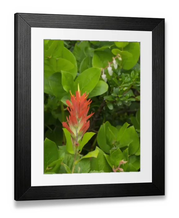 Framed Print : Washington State, Central Cascades, Magenta Paintbrush Framed Print : Washington State, Central Cascades, Magenta Paintbrush