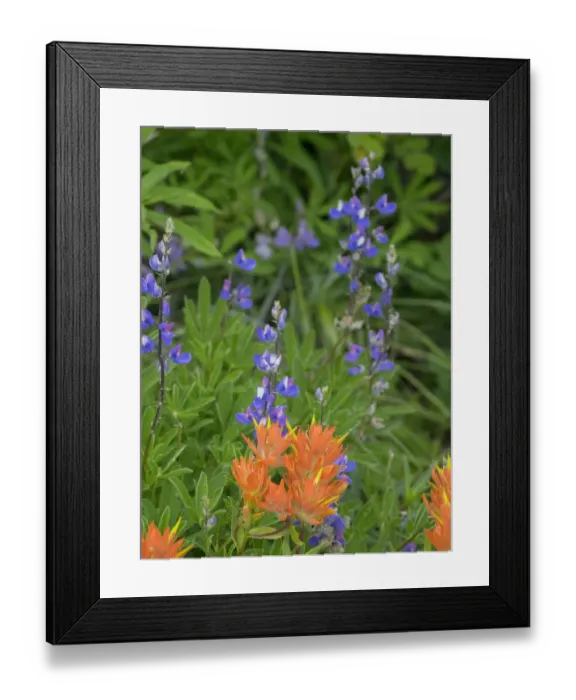 Framed Print : Washington State, Central Cascades, Hairy Paintbrush and Subalpine Lupine Framed Print : Washington State, Central Cascades, Hairy Paintbrush and Subalpine Lupine