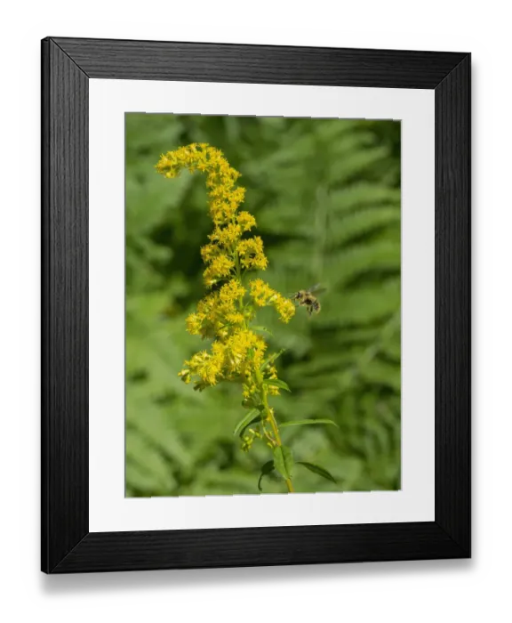 Framed Print : Washington State, Central Cascades, Canada Goldenrod and Bumble Bee Framed Print : Washington State, Central Cascades, Canada Goldenrod and Bumble Bee
