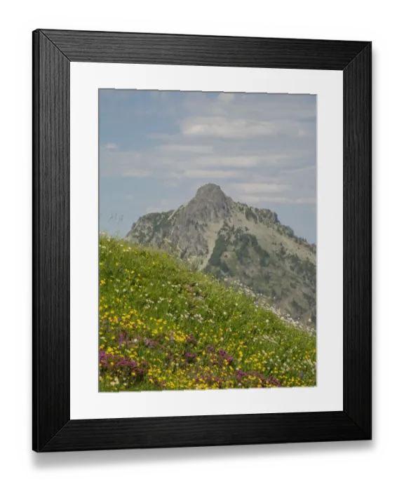 Framed Print : Washington State, Central Cascades, Rampart Ridge, Alta Mountain and wildflowers Framed Print : Washington State, Central Cascades, Rampart Ridge, Alta Mountain and wildflowers