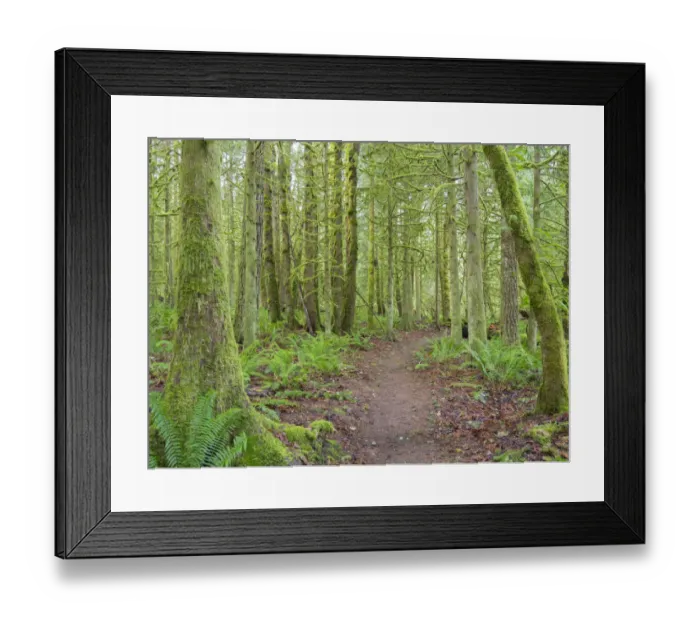 Framed Print : Washington State, Tiger Mountain, Trail through Moss covered trees