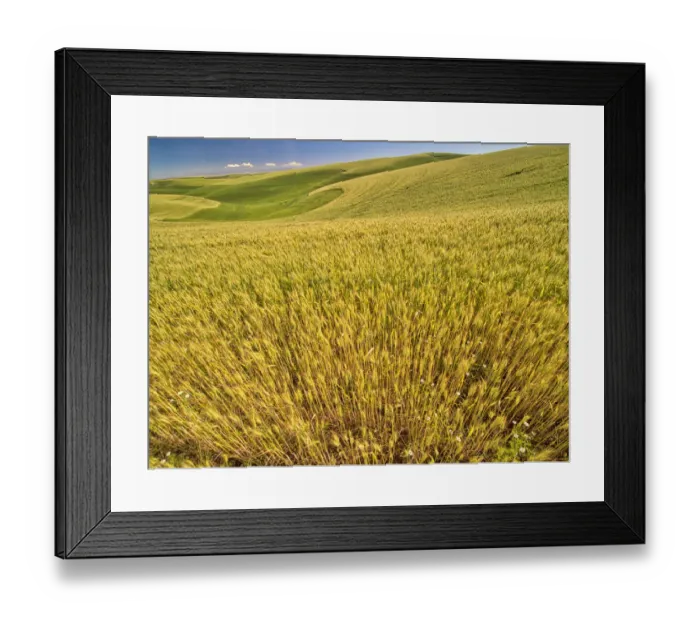 Framed Print : USA, Washington State, Patterns in the fields of wheat