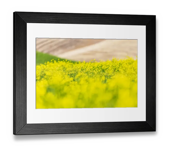 Framed Print : Lacrosse, Washington State, USA. Blooming canola field in the Palouse hills Framed Print : Lacrosse, Washington State, USA. Blooming canola field in the Palouse hills