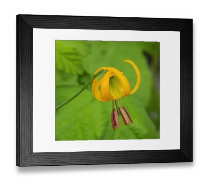 Framed Print : Washington State, Central Cascades, Columbia Tiger Lily wildflower Framed Print : Washington State, Central Cascades, Columbia Tiger Lily wildflower