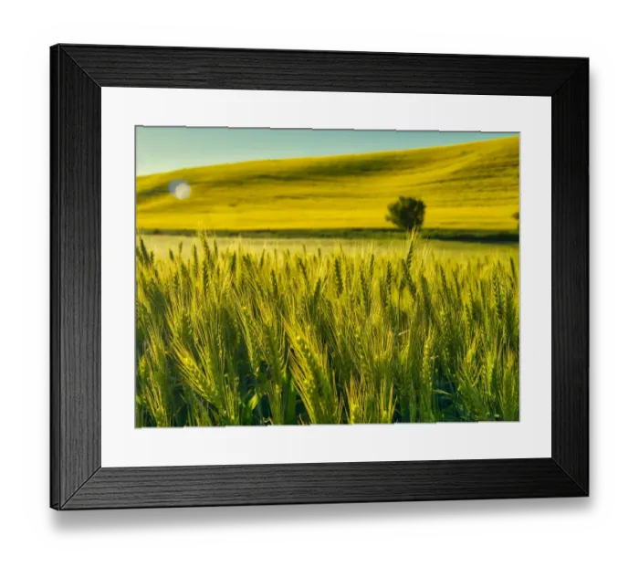 Framed Print : USA, Washington State, Winter wheat field close up Framed Print : USA, Washington State, Winter wheat field close up