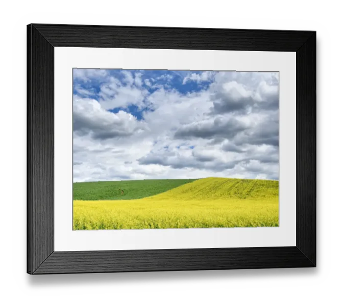 Framed Print : USA, Washington State, Palouse, Rolling hills of canola and wheat
