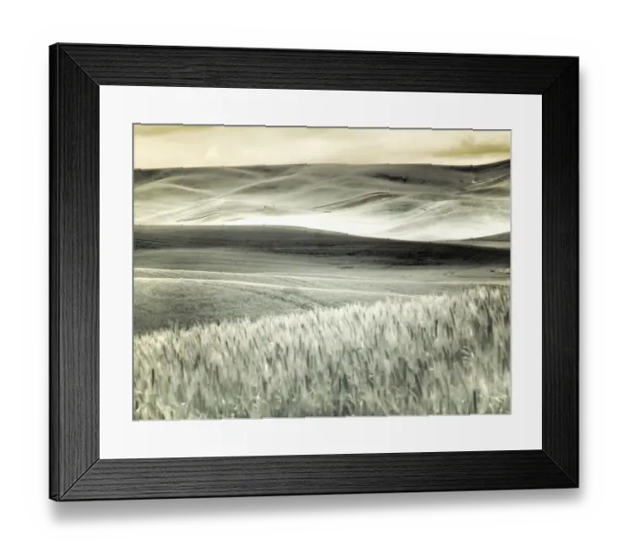 Framed Print : USA, Washington State, Palouse. Crops growing on the rolling hills of the Palouse Framed Print : USA, Washington State, Palouse. Crops growing on the rolling hills of the Palouse