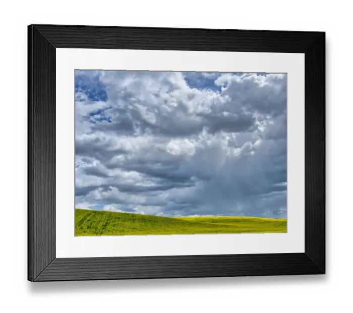 Framed Print : USA, Washington State, Palouse, Spring canola field with beautiful clouds Framed Print : USA, Washington State, Palouse, Spring canola field with beautiful clouds