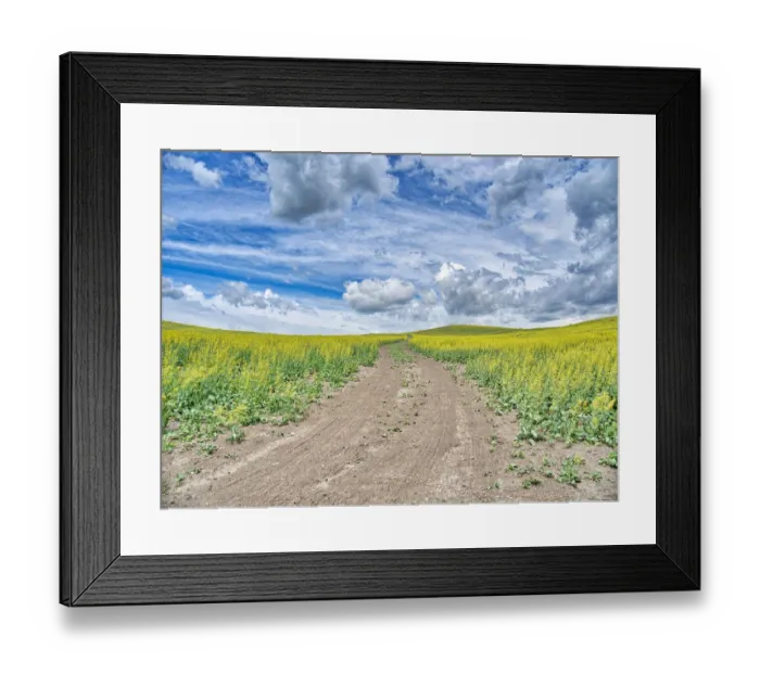 Framed Print : USA, Washington State, Palouse, Country Backroad through Spring canola fields Framed Print : USA, Washington State, Palouse, Country Backroad through Spring canola fields