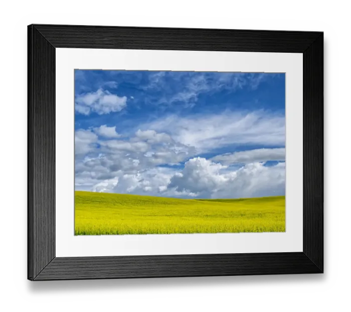 Framed Print : USA, Washington State, Palouse, Spring canola field with beautiful clouds Framed Print : USA, Washington State, Palouse, Spring canola field with beautiful clouds