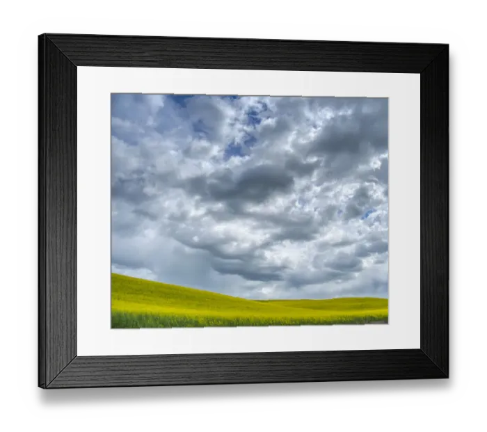 Framed Print : USA, Washington State, Palouse, Spring canola field with beautiful clouds Framed Print : USA, Washington State, Palouse, Spring canola field with beautiful clouds