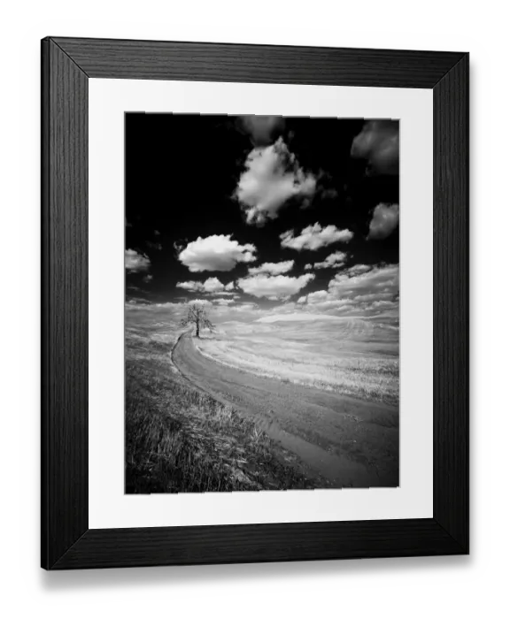 Framed Print : USA, Washington State, Palouse. Crops growing on the rolling hills of the Palouse Framed Print : USA, Washington State, Palouse. Crops growing on the rolling hills of the Palouse