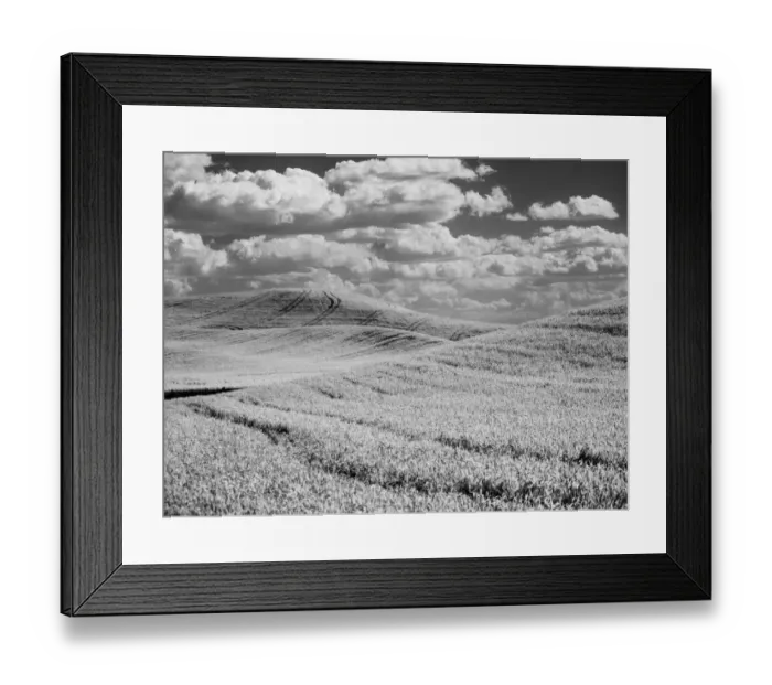 Framed Print : USA, Washington State, Palouse. Crops growing on the rolling hills of the Palouse Framed Print : USA, Washington State, Palouse. Crops growing on the rolling hills of the Palouse