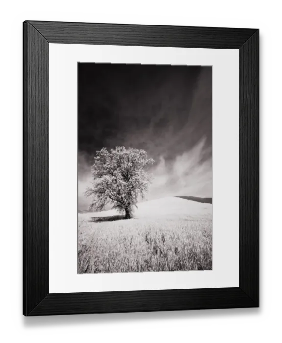 Framed Print : USA, Palouse Country, Infrared Palouse fields and lone tree Framed Print : USA, Palouse Country, Infrared Palouse fields and lone tree
