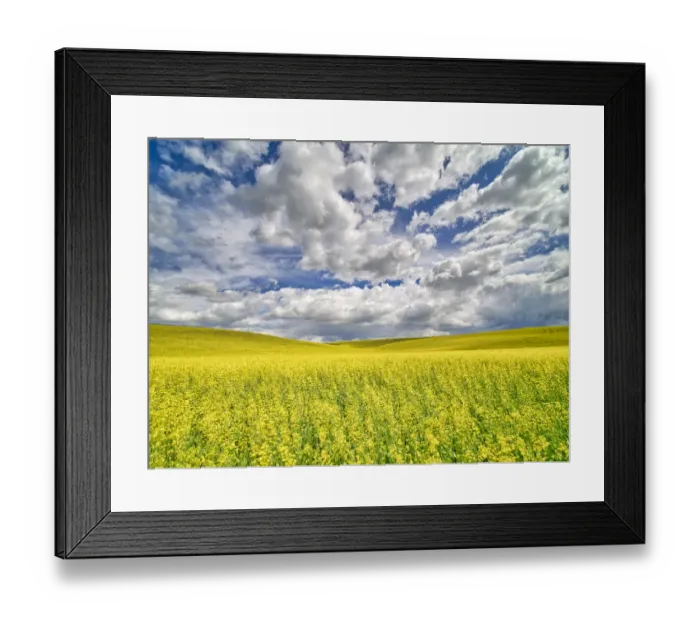 Framed Print : USA, Washington State, Palouse, Spring canola field with beautiful clouds Framed Print : USA, Washington State, Palouse, Spring canola field with beautiful clouds