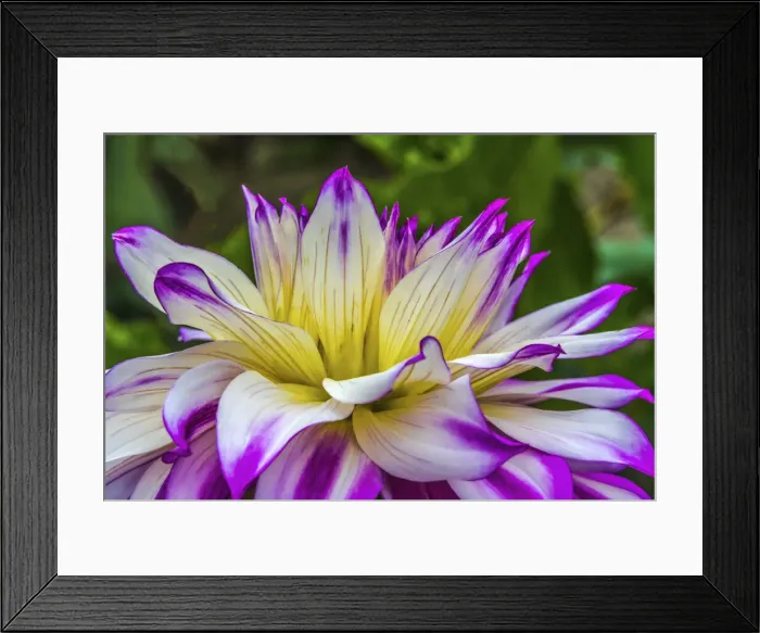 Framed Print : Blue purple white Dinnerplate a dahlia blooming. Dahlia named Ferncliff Illusion Framed Print : Blue purple white Dinnerplate a dahlia blooming. Dahlia named Ferncliff Illusion